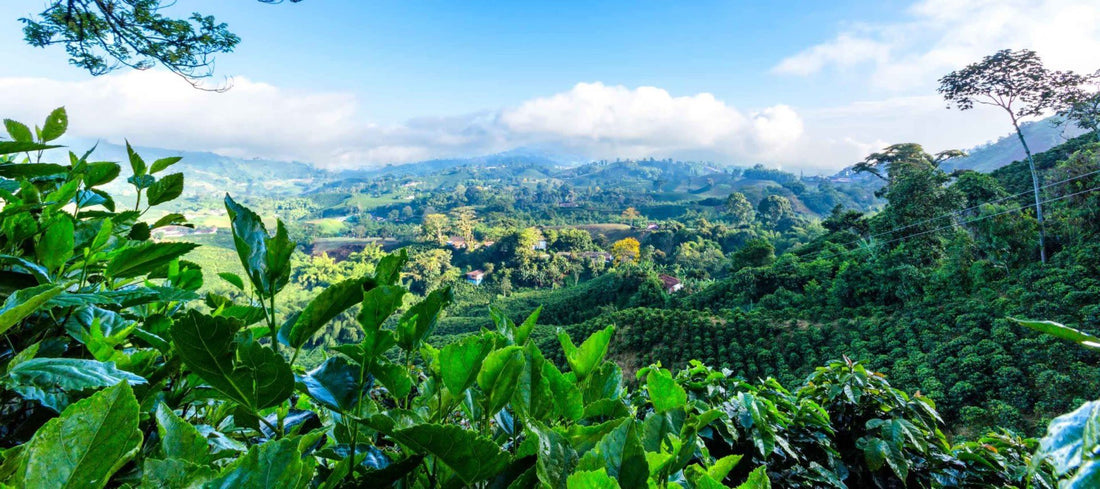 Lightly Roasted South American Coffee: A Delightful Brew